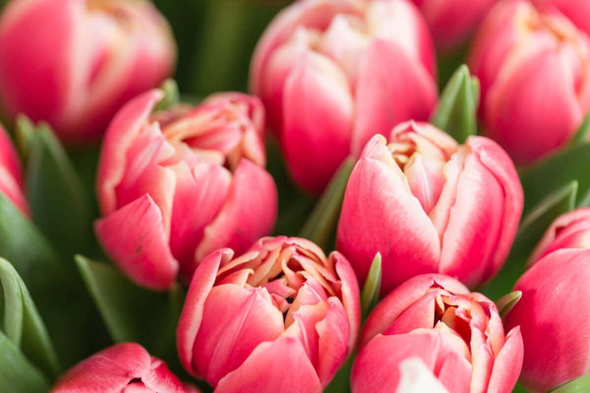 Significado del tulipán rosa