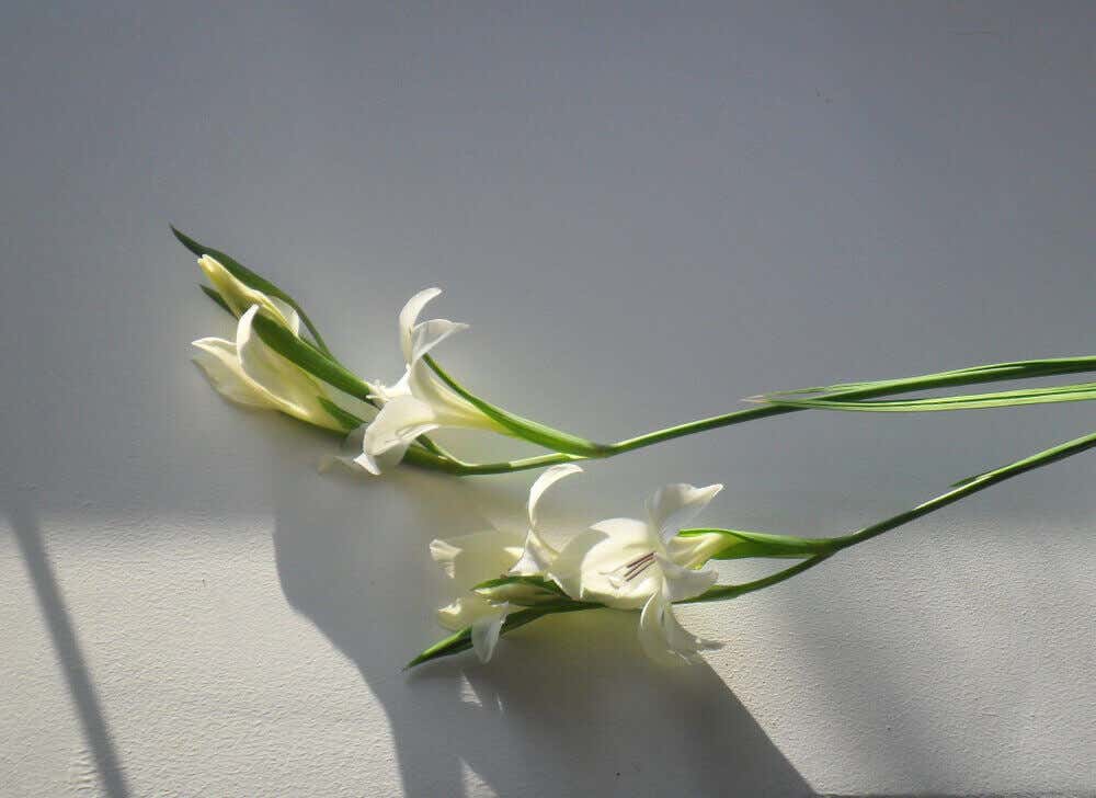 Tipos de gladíolos: Gladiolus colvillei 'A Noiva'.