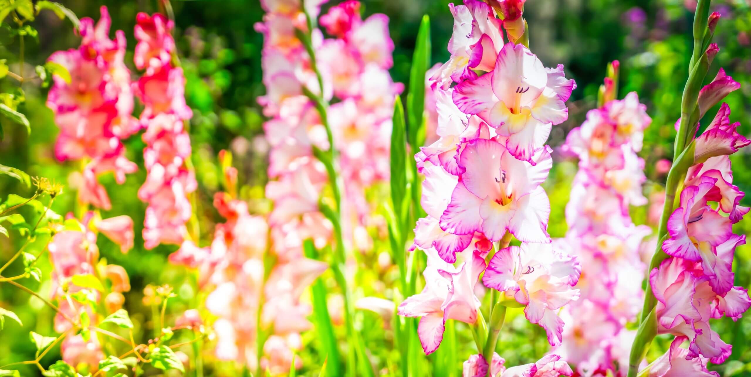 Los Gladiolos más impresionantes: Una guía completa para amantes de las plantas