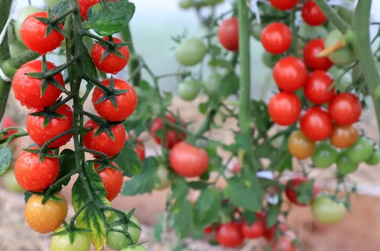 Tomate cherry