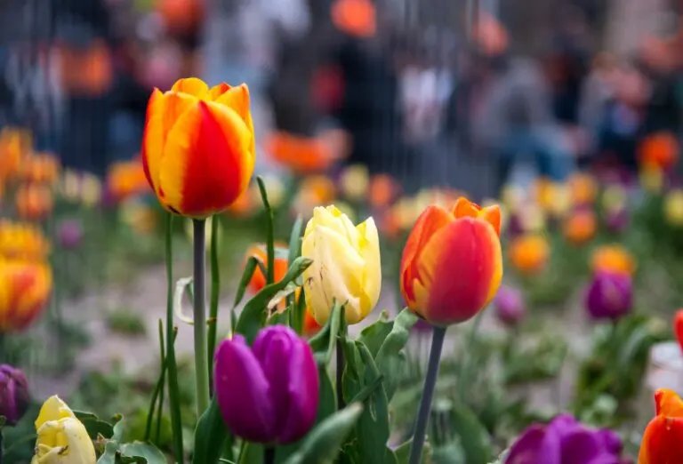 Significado de los tulipanes según su color