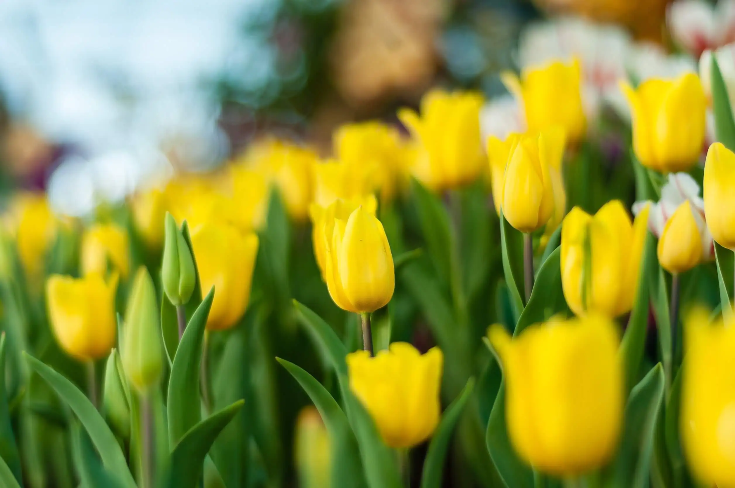 Tulipanes amarillos