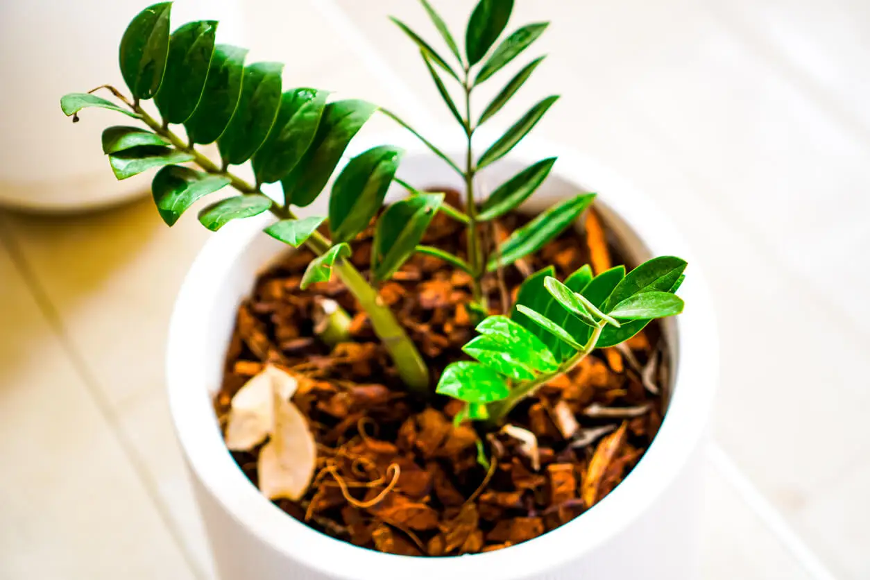 Planta ZZ para interiores de oficinas