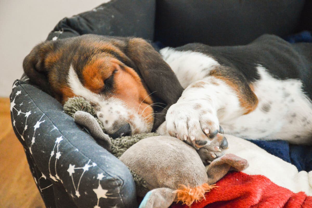 Cachorro Basset hound.