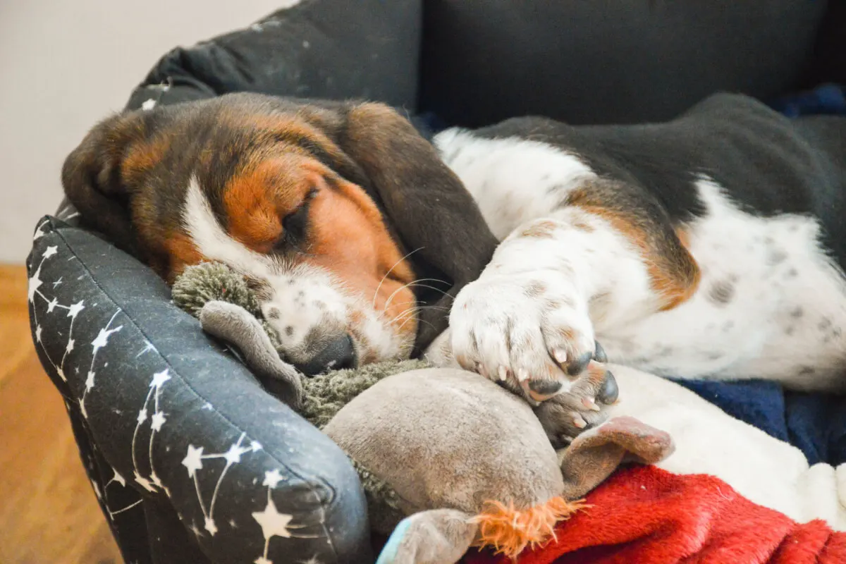 Cachorro Basset hound.