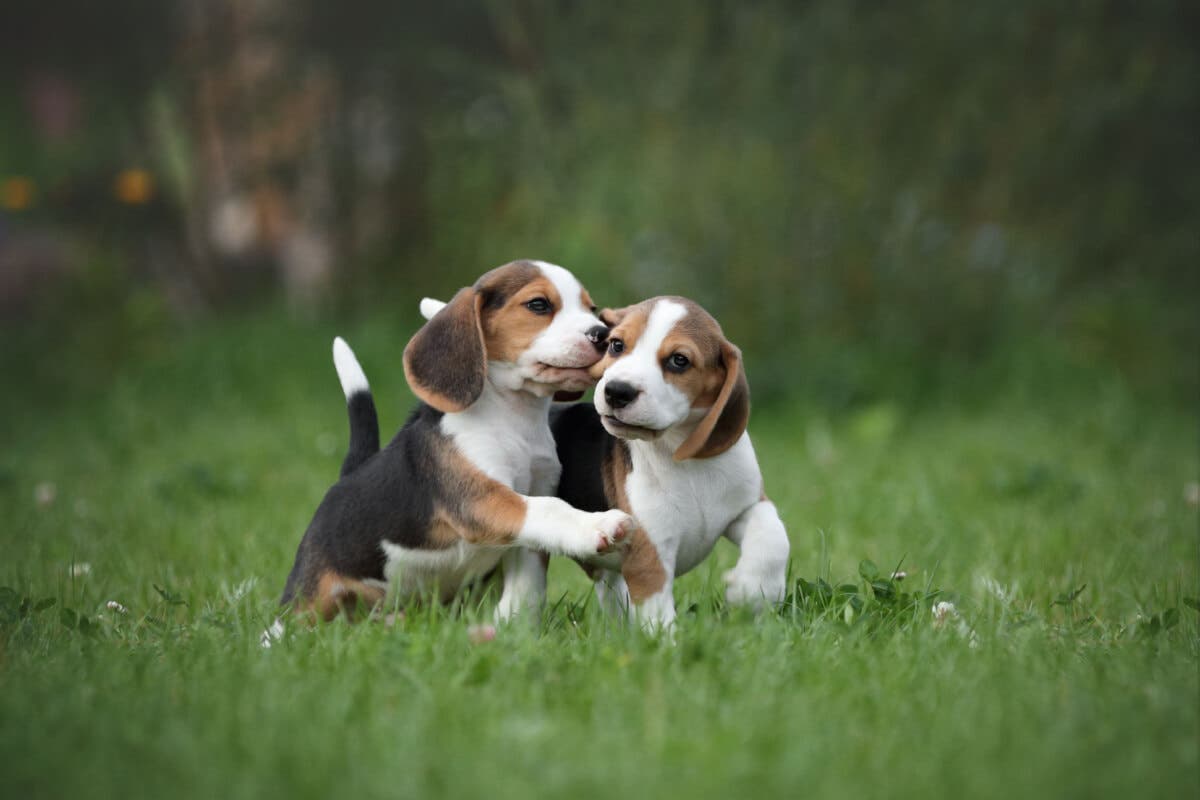 Cachorro Beagle.