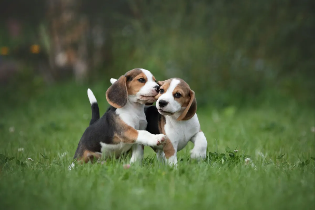 Cachorro Beagle.