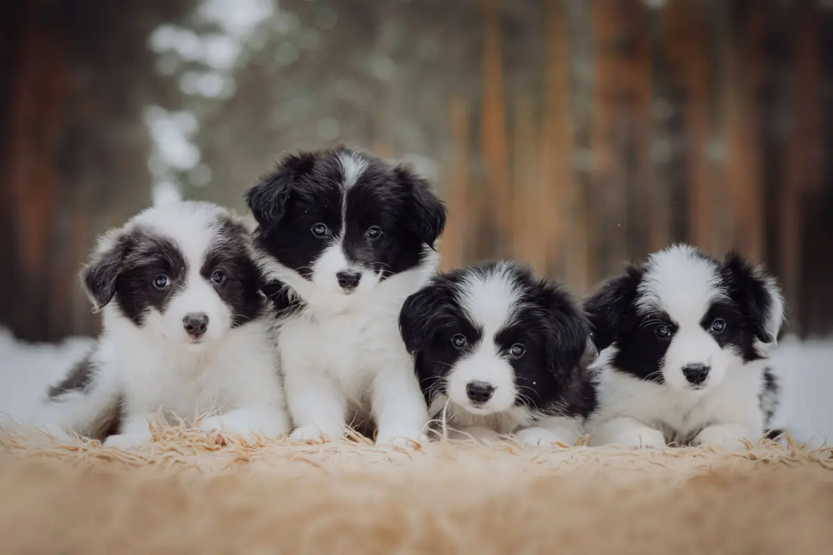 Cachorros Border Collie.