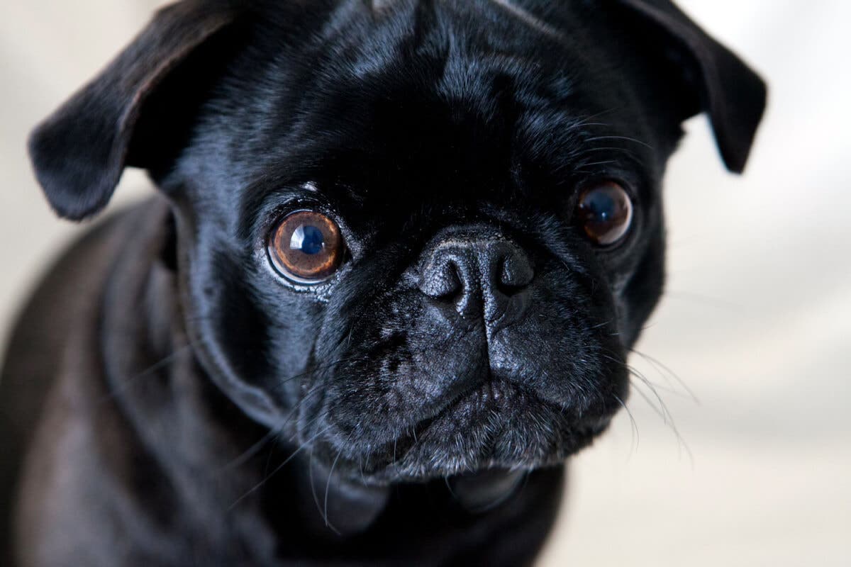 Bulldog francés.