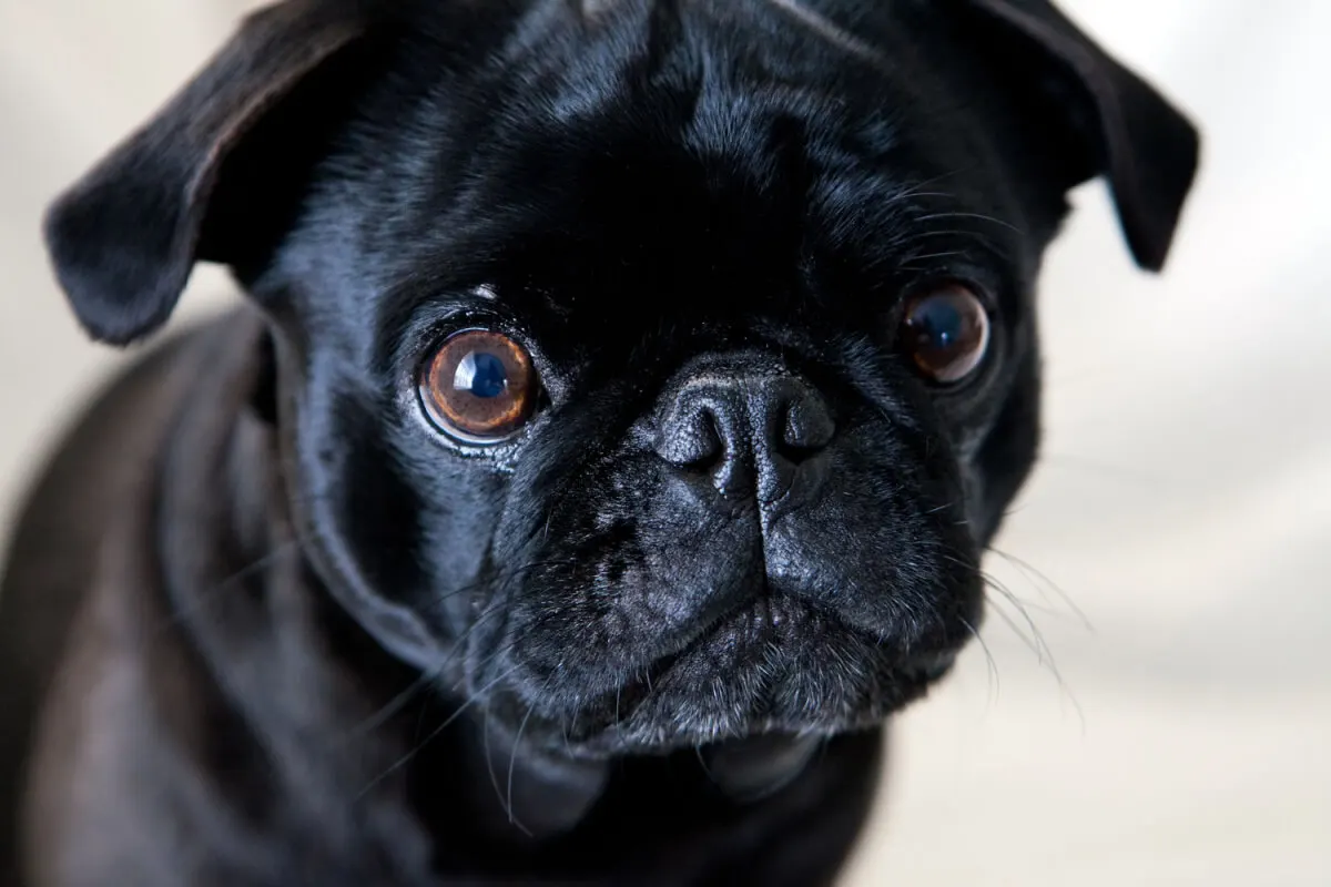 Bulldog francés.