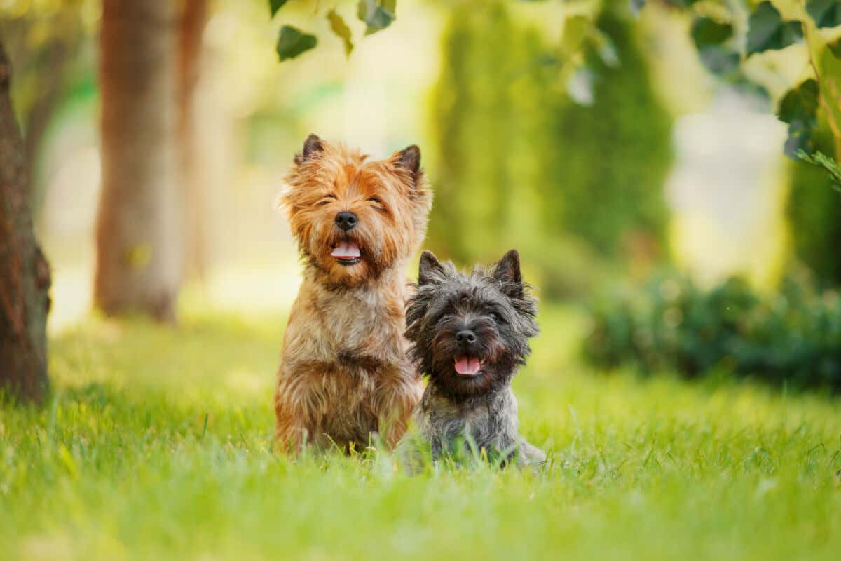 Cachorros Cairn Terrier.