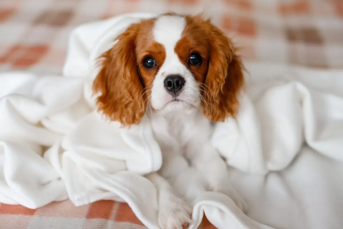 Cachorro cavalier king charles spaniel.