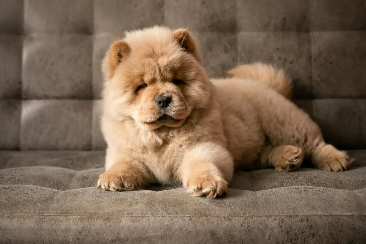 cachorro chow chow.