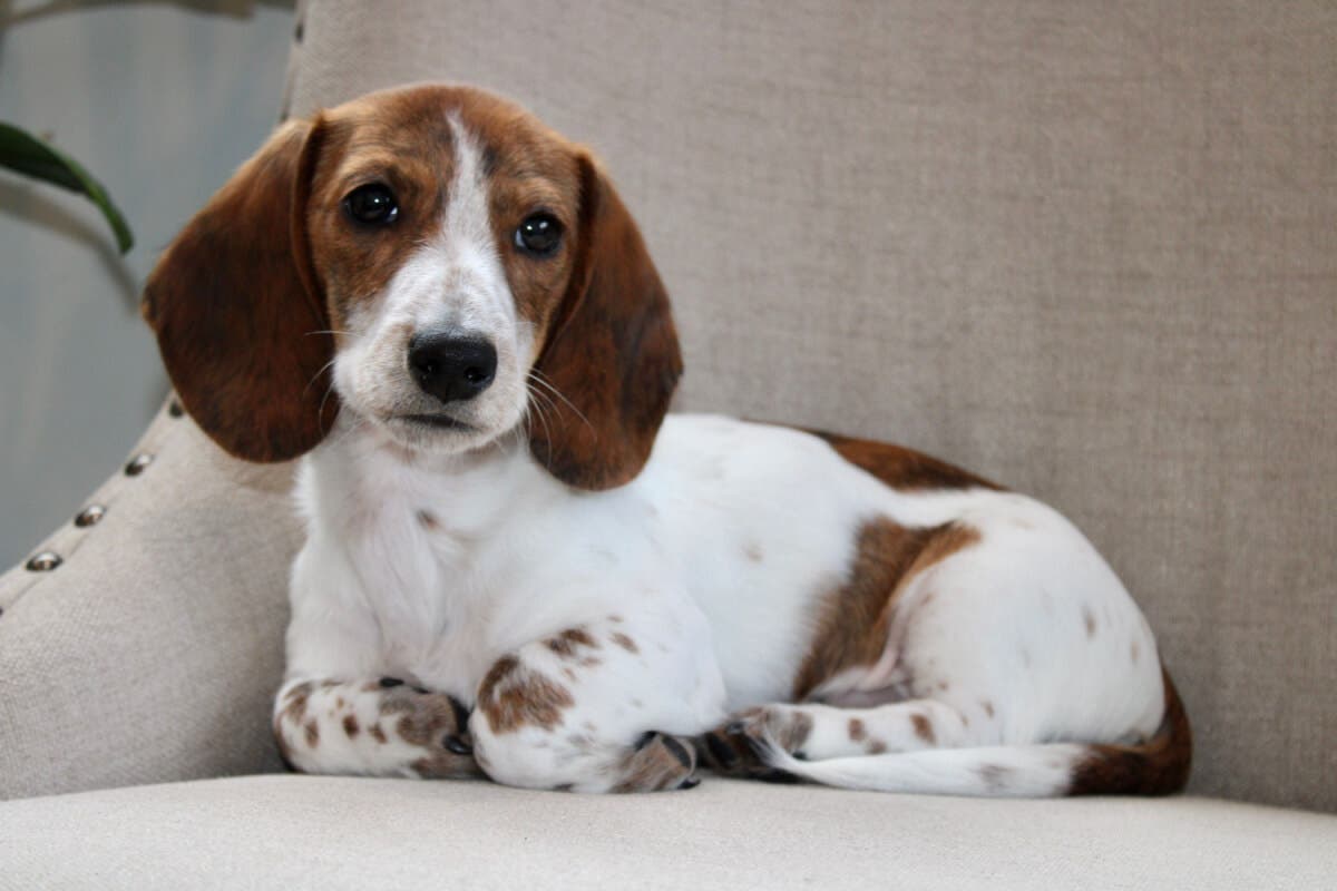 Cachorro Dachshund.