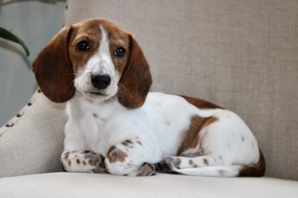 Cachorro Dachshund.