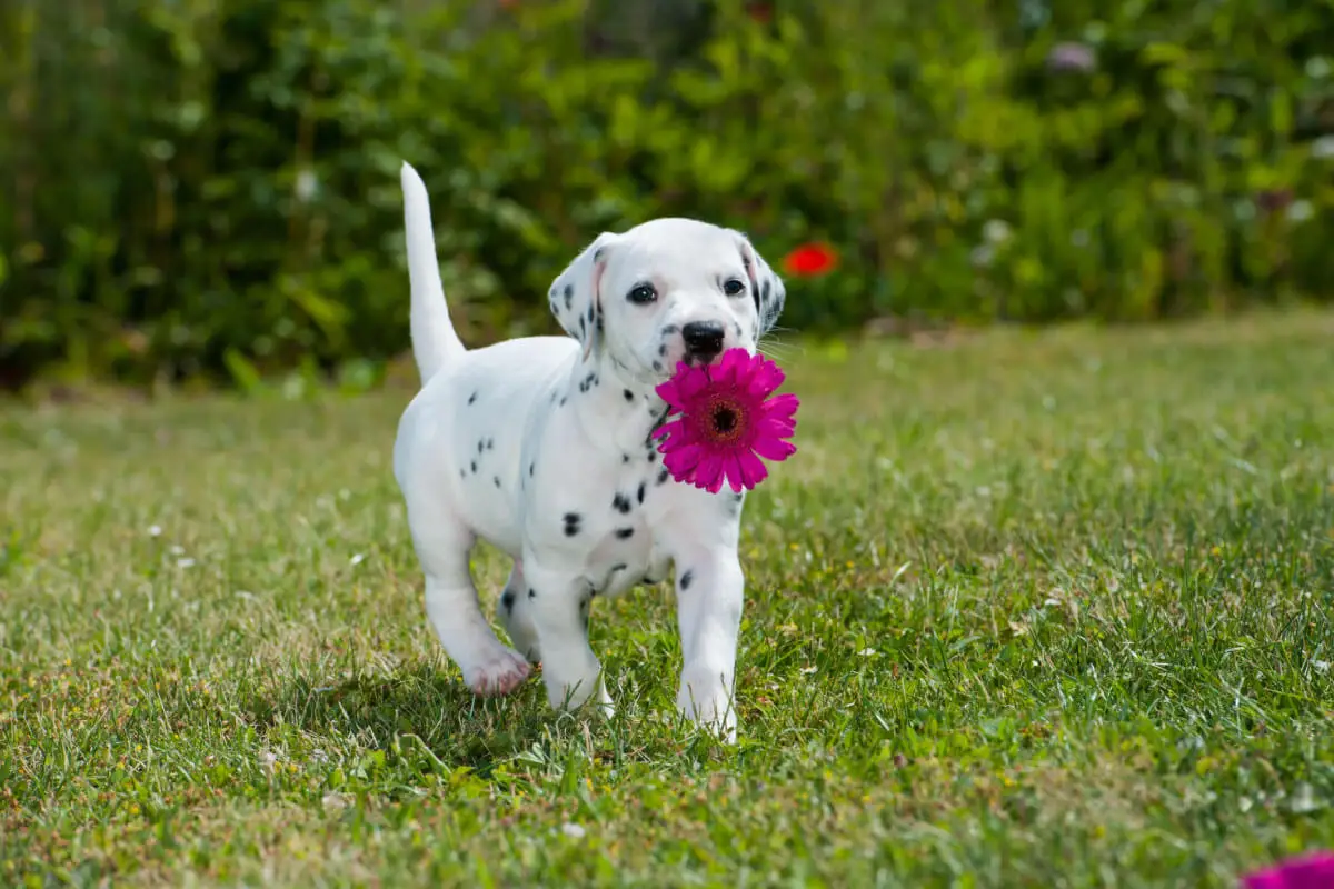 Cachorro Dálmata.
