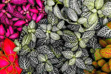 Aprende a cuidar de la fitonia para tener unas hojas hermosas