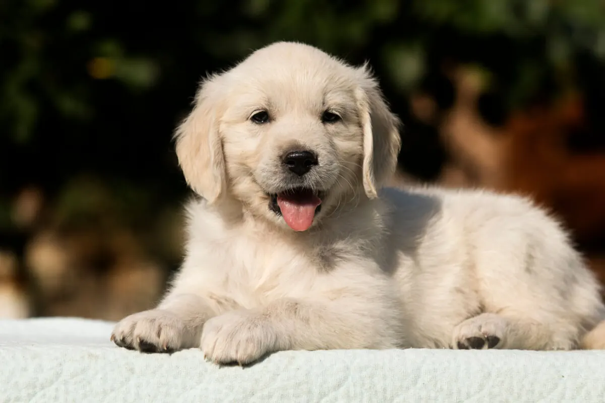 Golden retriever.