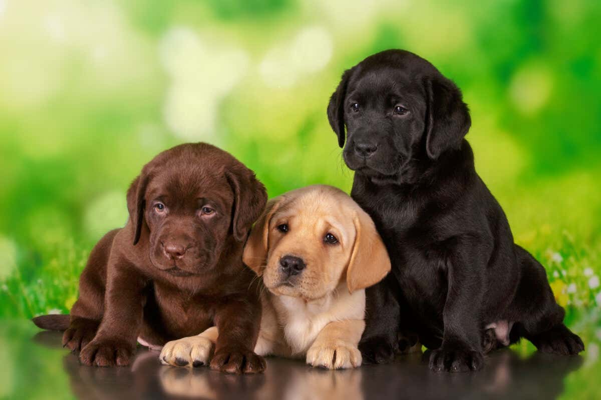 Labradores retriever en sus tres colores. 