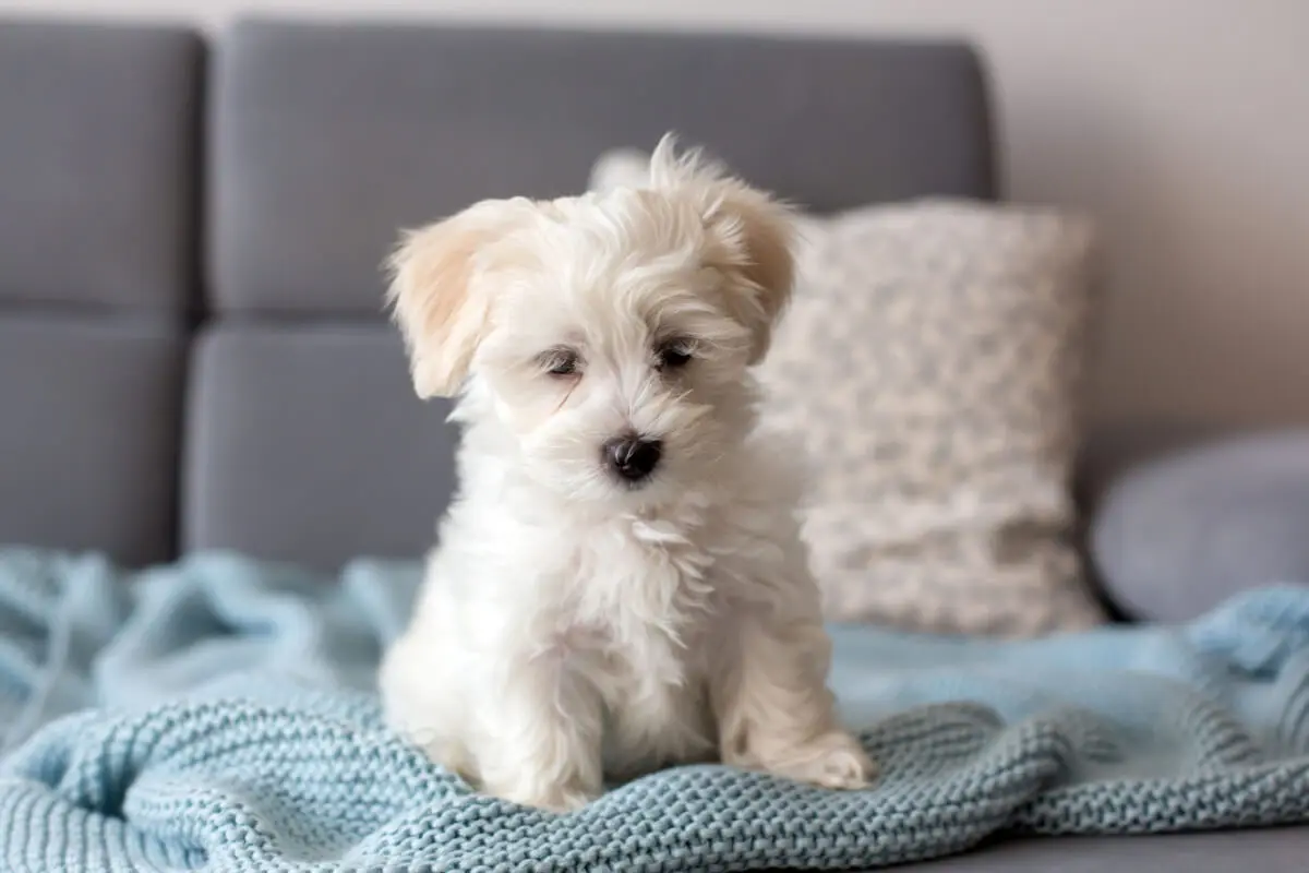 Perro Maltese.