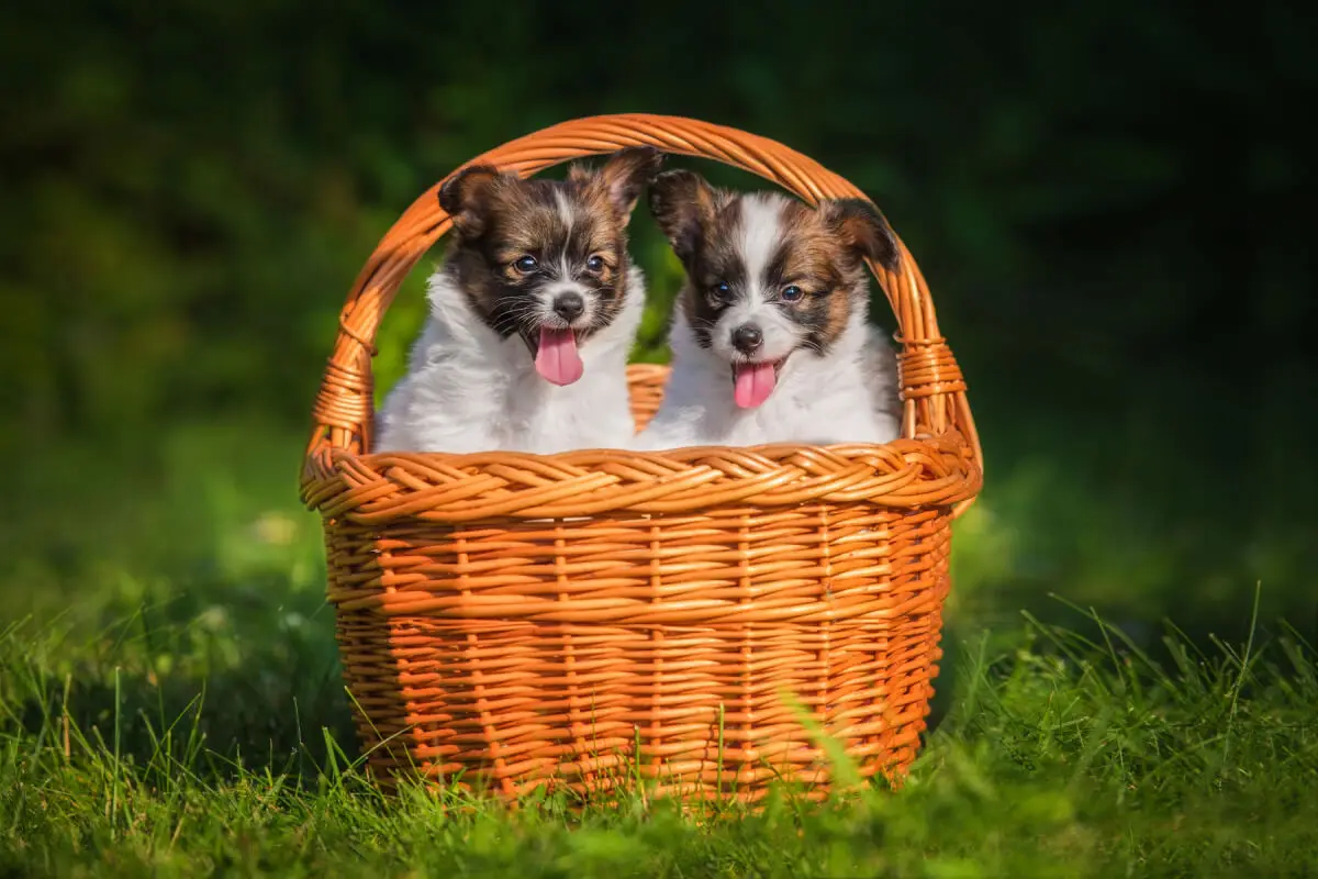 Cachorros Papillón
