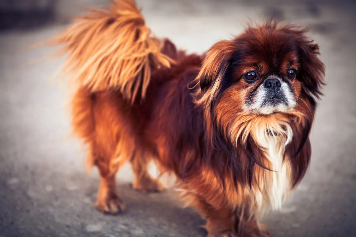 Pekinés.