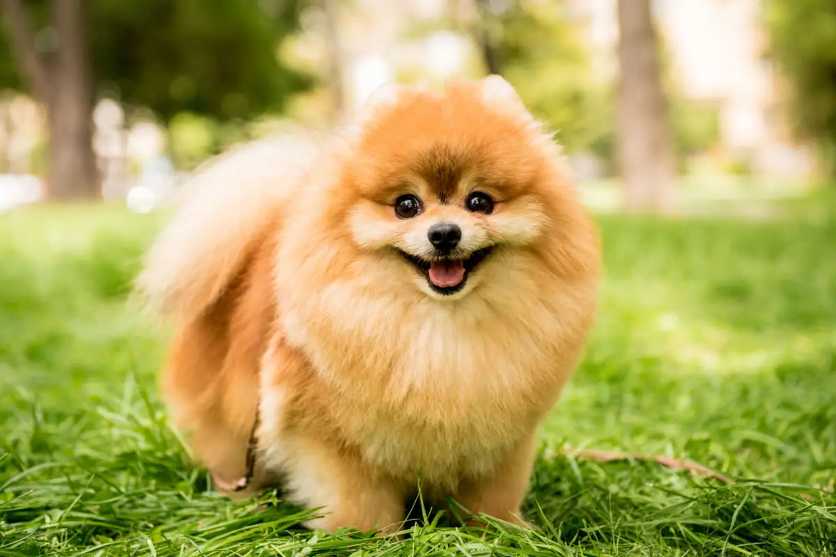 Cachorro raza pomerania.