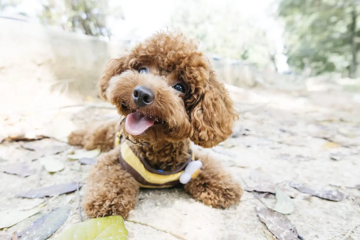 Perro Poodle.