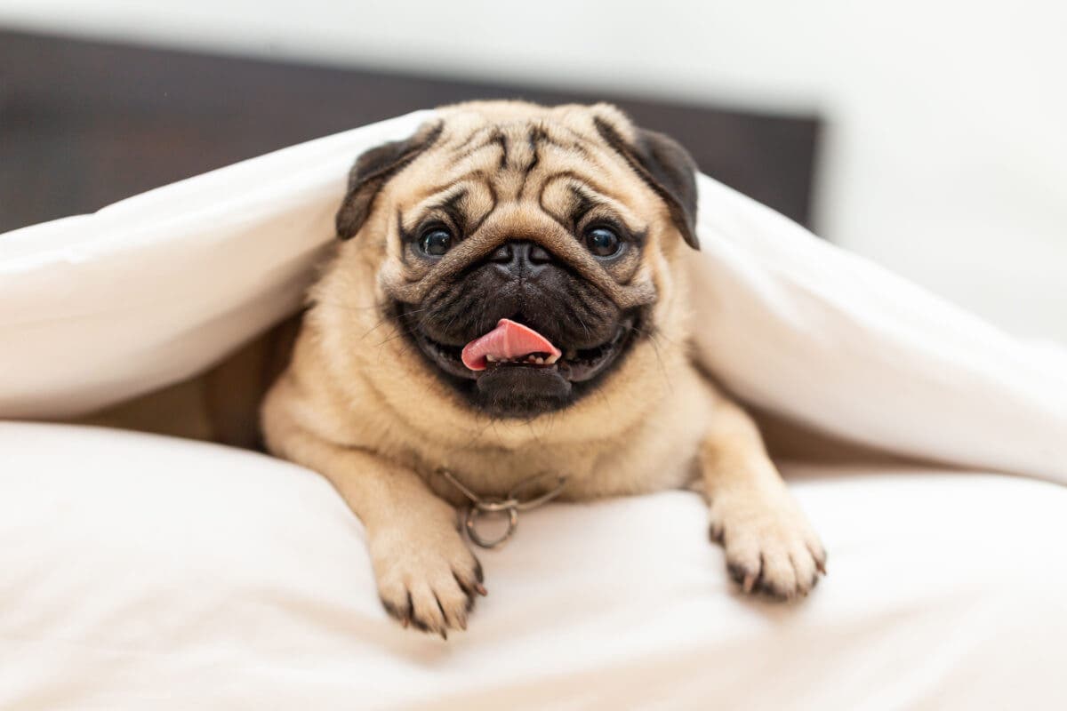 Pug cachorro.