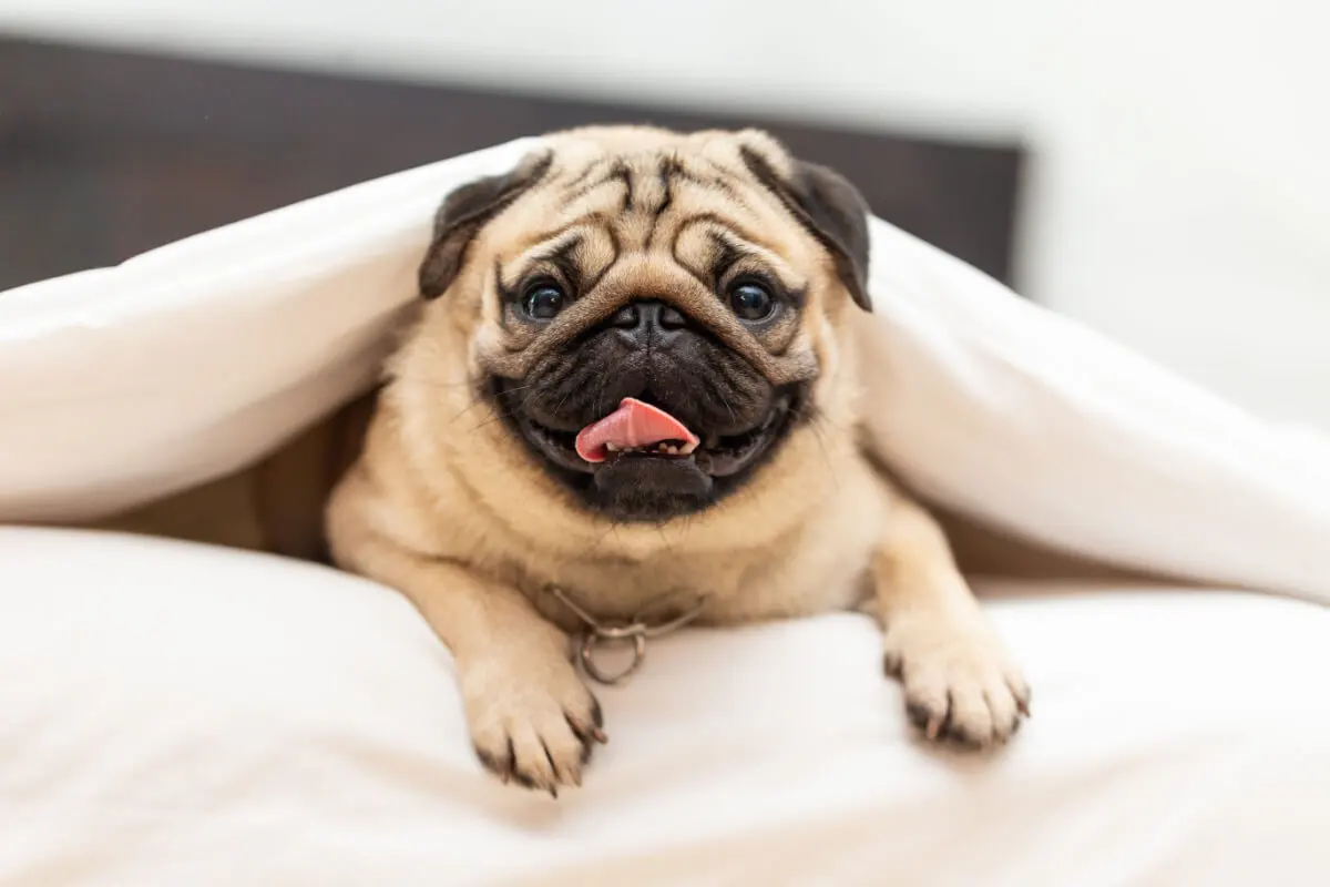 Pug cachorro.