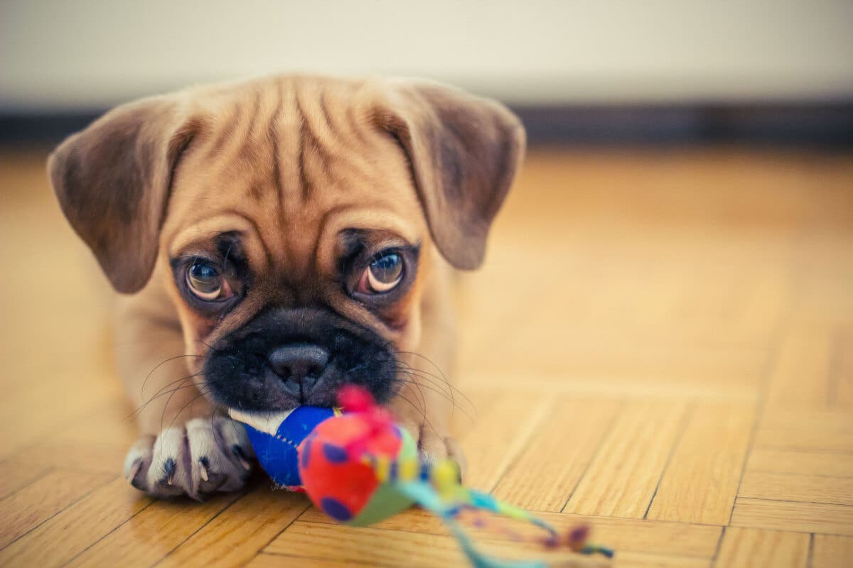Cachorro Puggle.