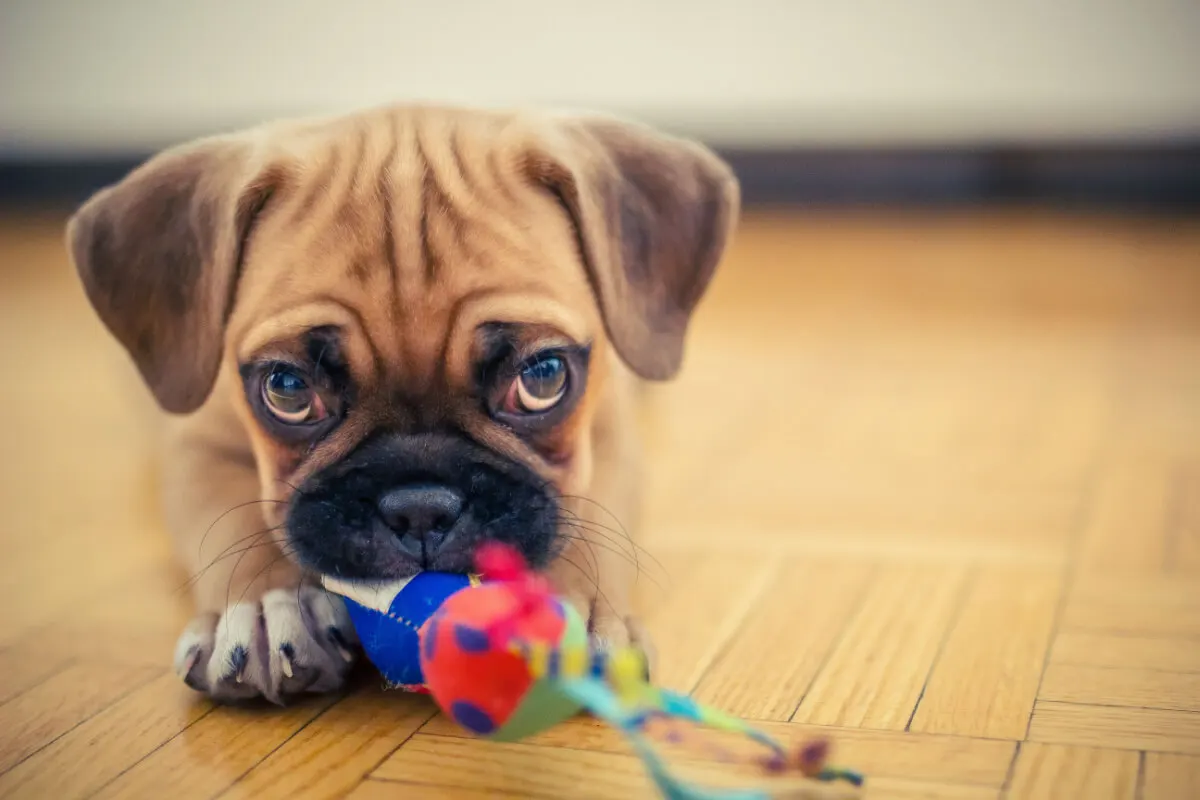 Cachorro Puggle.
