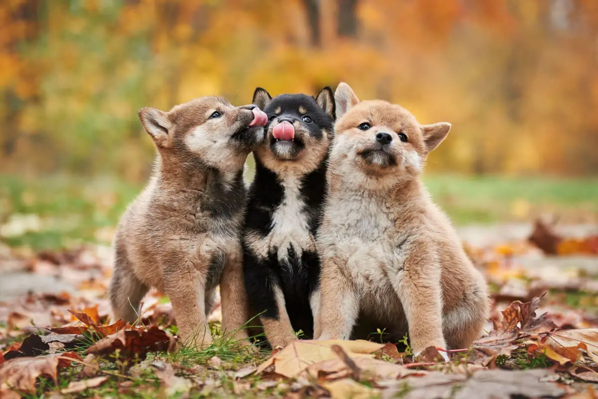 Perros Shiba Inu.