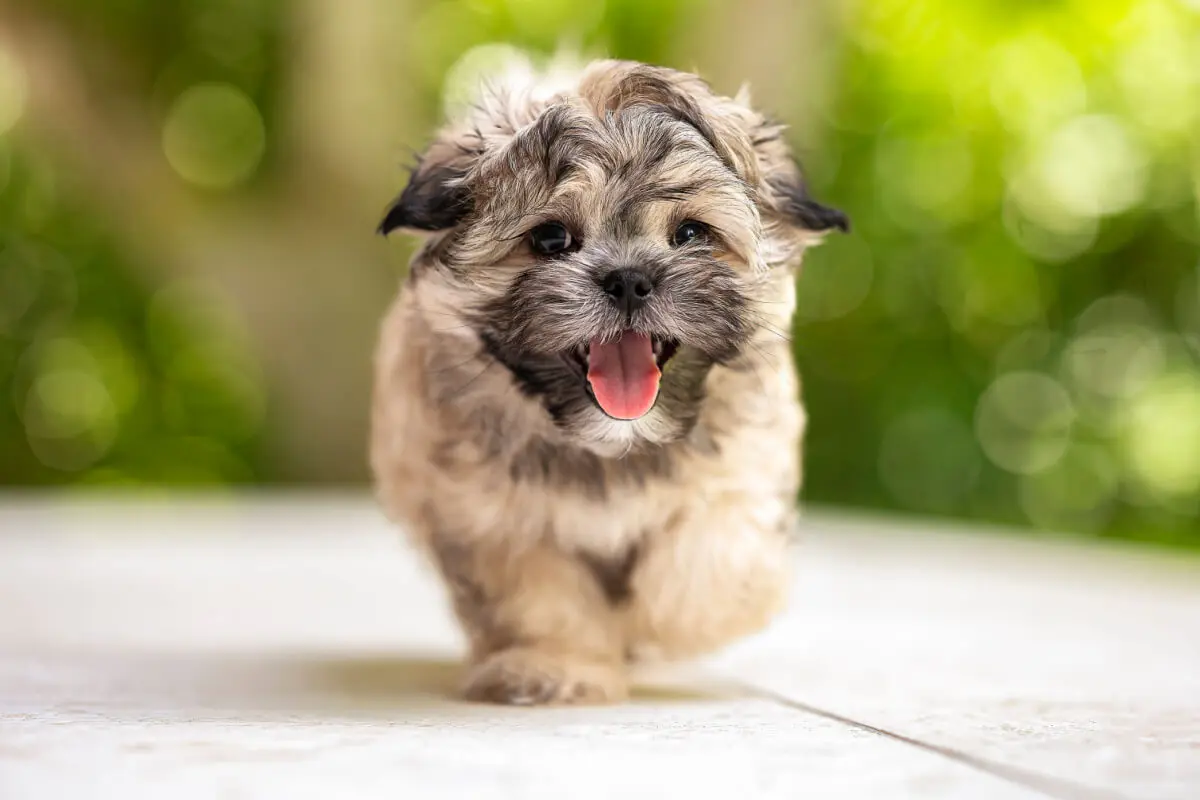 cachorro Shih tzu.