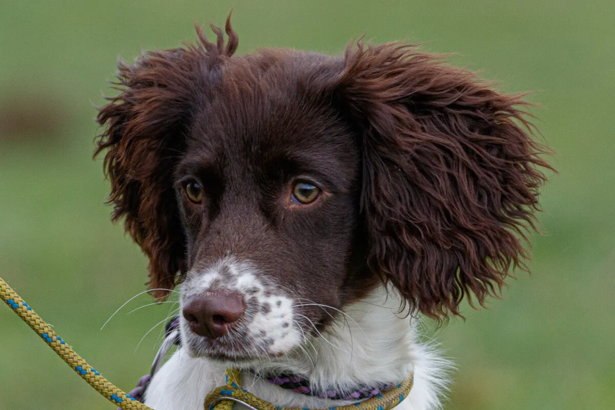 Springer Spaniel inglés.