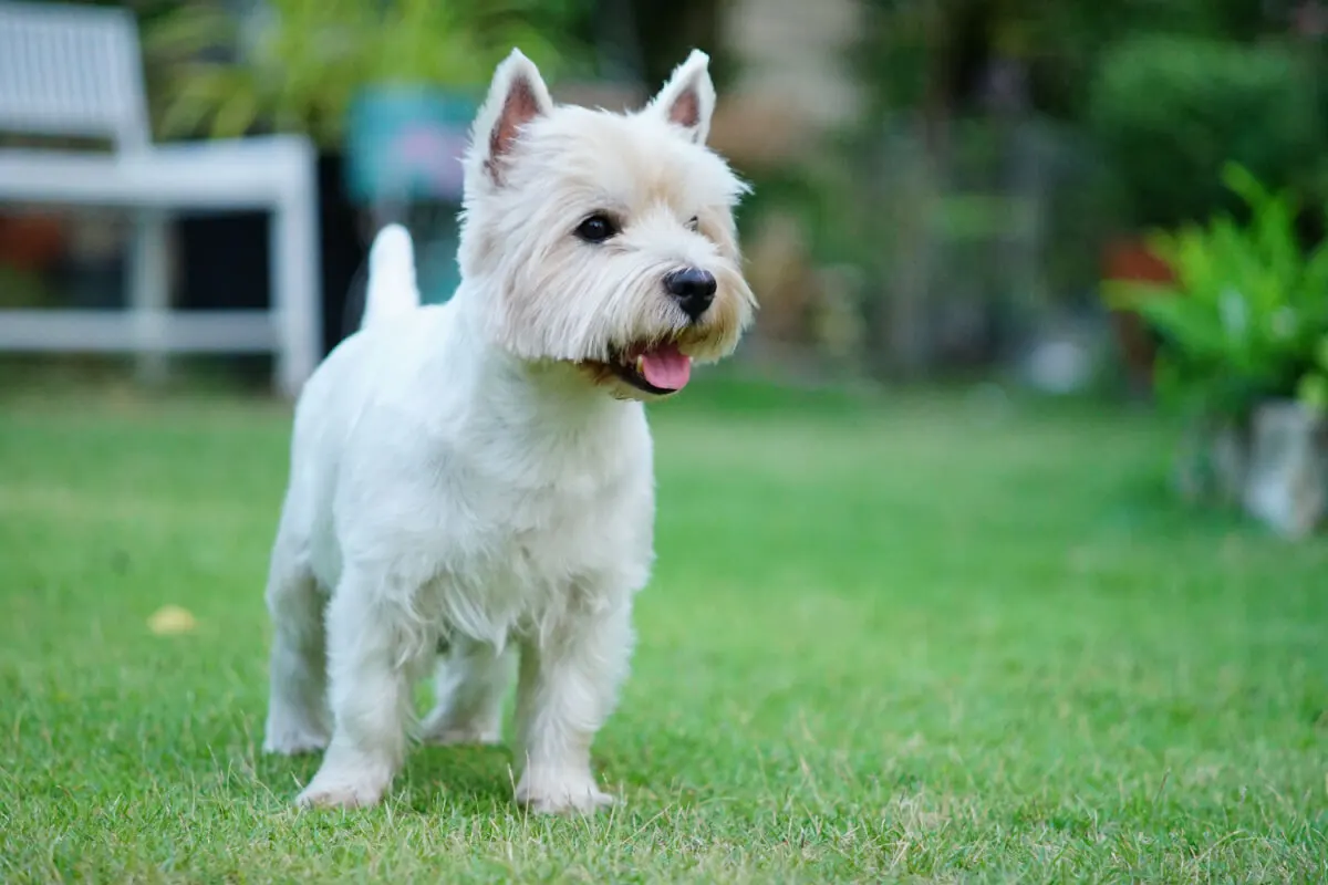 Cachorro West Highland.