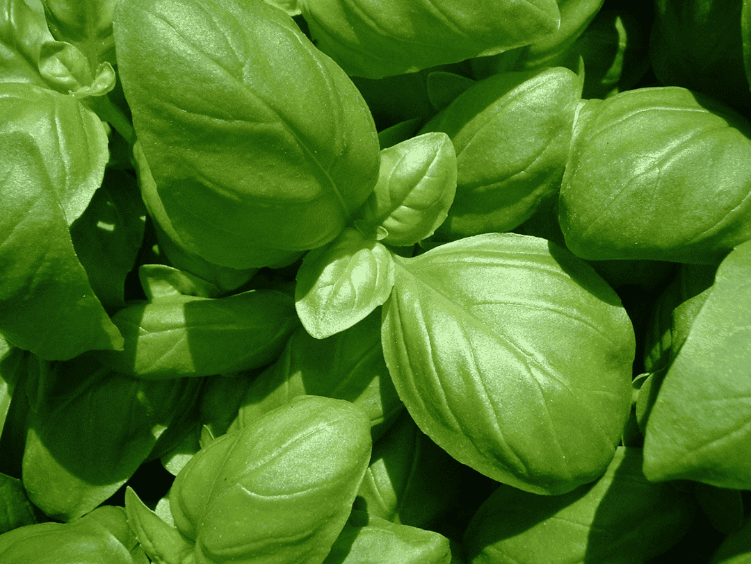 La albahaca es una de las plantas resistentes a plagas