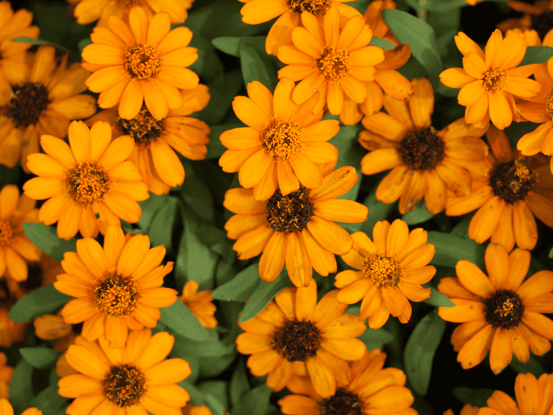 Fleurs de calendula.