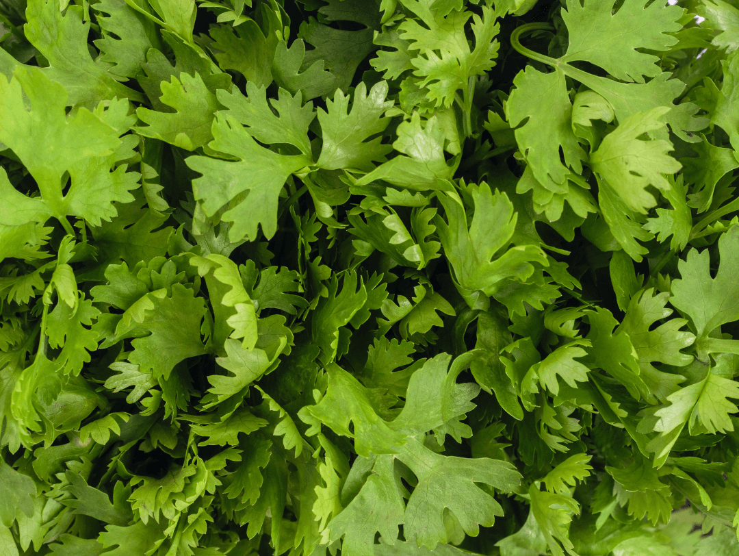 Cilantro