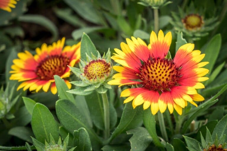 Cómo cuidar la gaillardia para que florezca abundante y colorida