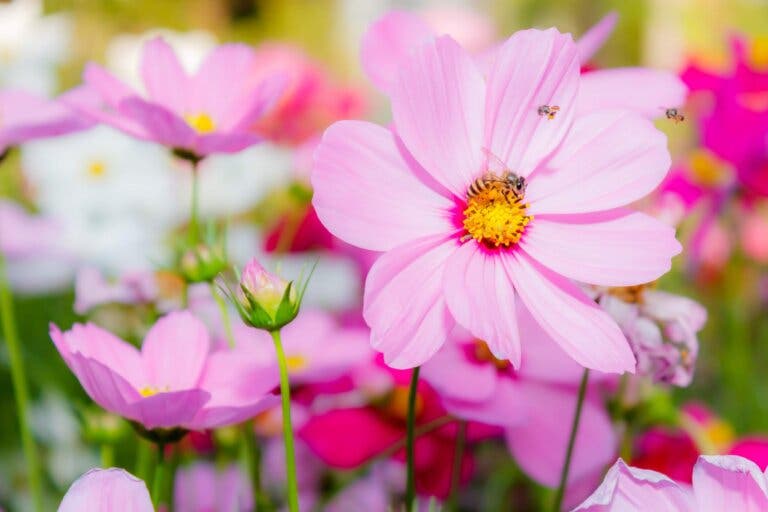 Cosmos es la colorida flor tropical preferida para un jardín veraniego