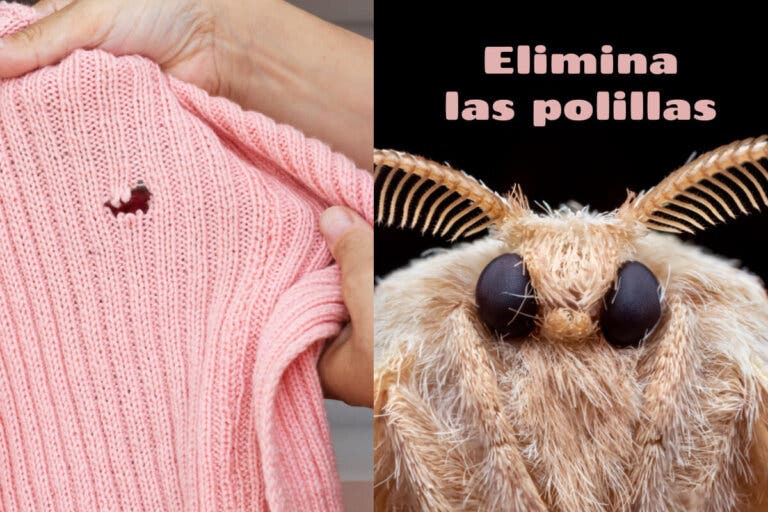 8 métodos naturales para eliminar las polillas de tu ropa