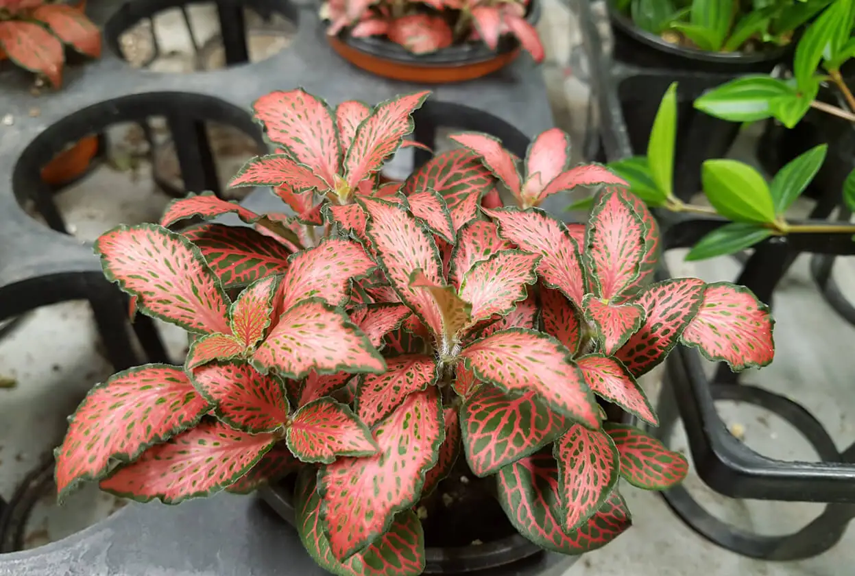Fittonia argyroneura