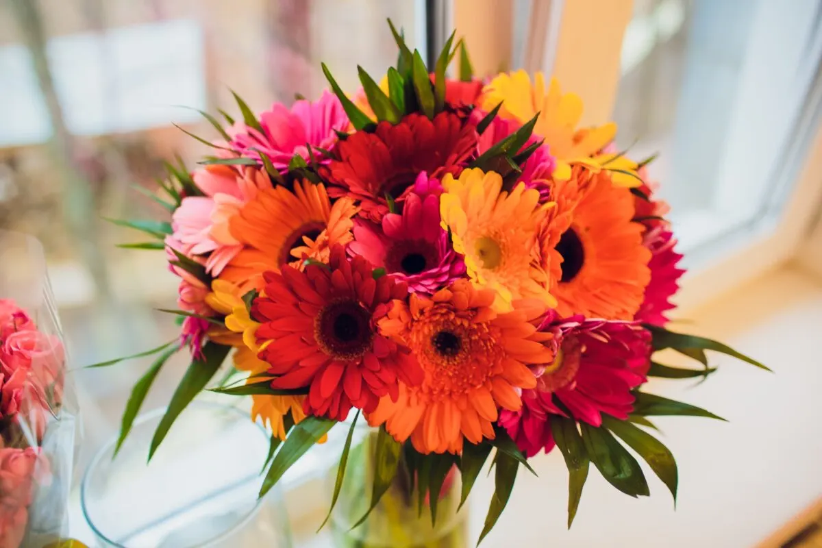 Gerberas