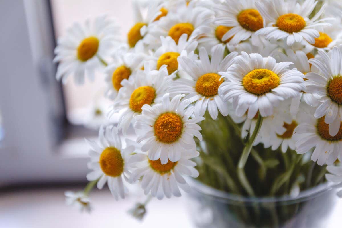 mejores flores para pedir perdón: margaritas
