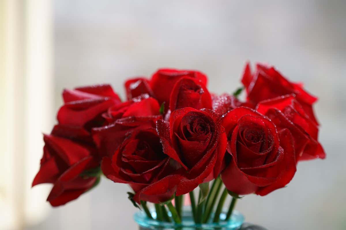Offrir des roses pour demander pardon