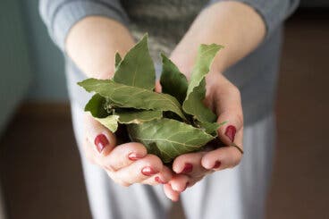 Laurel: beneficios, usos y propiedades