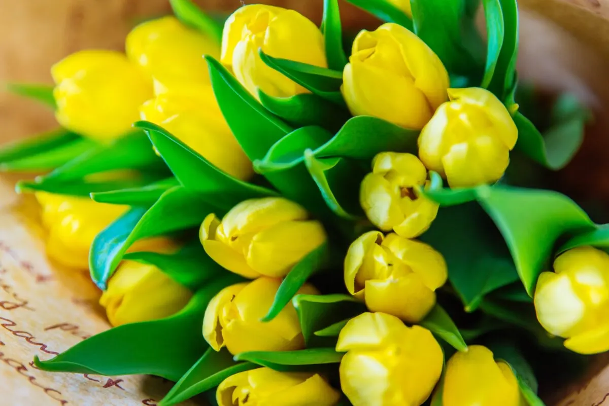 Tulipanes amarillos