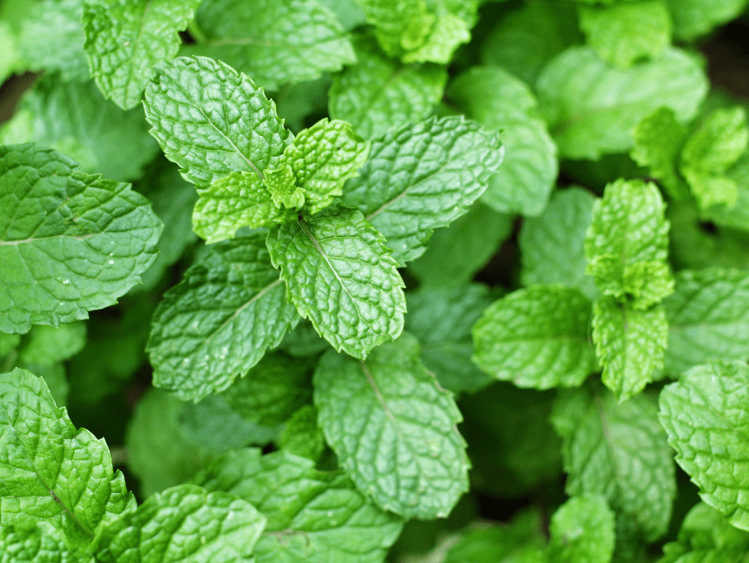 La menta es una de las plantas resistentes a plagas