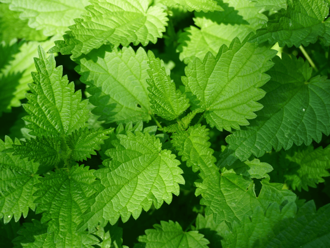El cilantro es una de las plantas resistentes a plagas